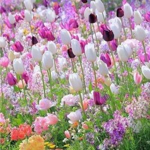 Meet your Posher, Ann